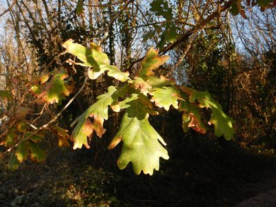 Quercus orocantabrica, photographed by Duarte Frade