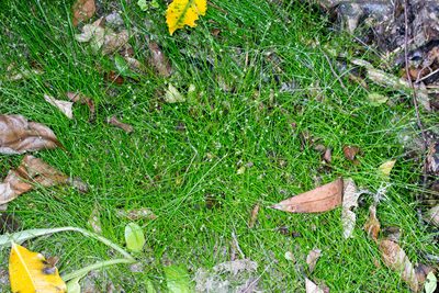Isolepis reticularis, photographed by Jeremy Rolfe