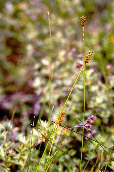 Carex exilis, photographed by Allan Harris