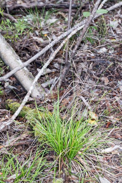 Carex zotovii, photographed by Jeremy Rolfe