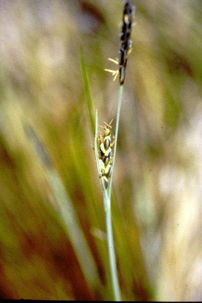 Carex livida, photographed by Allan Harris