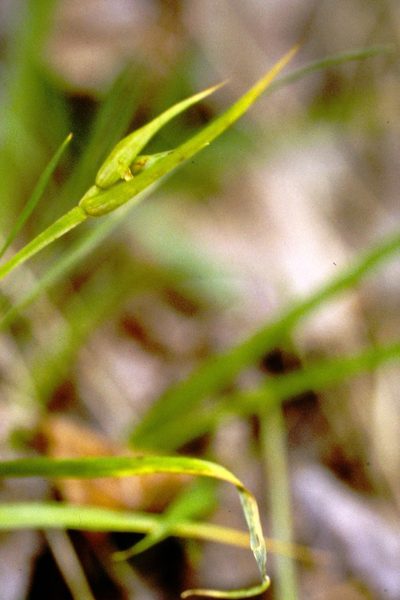 Carex backii, photographed by Allan Harris