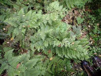 Dennstaedtia novae, photographed by John Steel