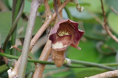 Aristolochia liukiuensis, photographed by Takaaki Hattori