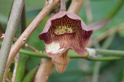 Aristolochia liukiuensis, photographed by Takaaki Hattori