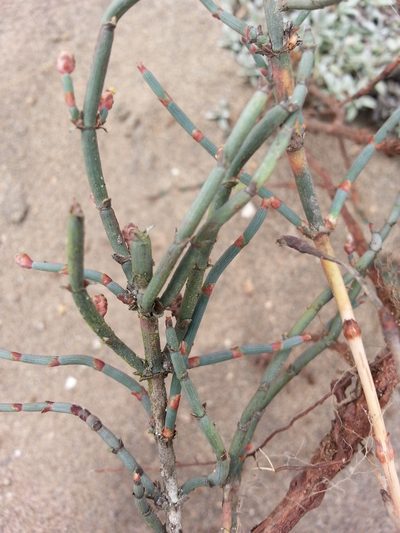 Ephedra americana, photographed by Steven Bachman