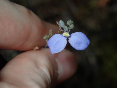 Comesperma defoliatum, photographed by Thomas Mesaglio