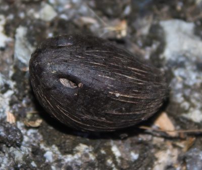 Elaeis guineensis, photographed by portioid