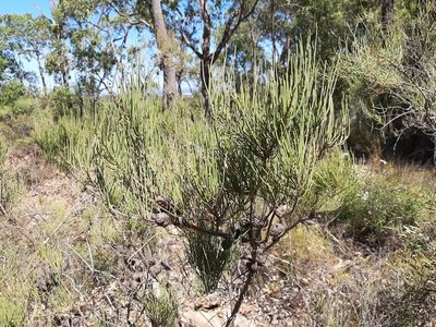 Allocasuarina humilis, photographed by T. Hammer