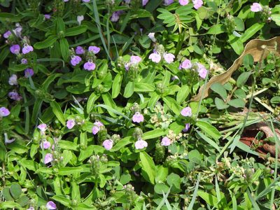 Rostellularia obtusa, photographed by Greg Tasney