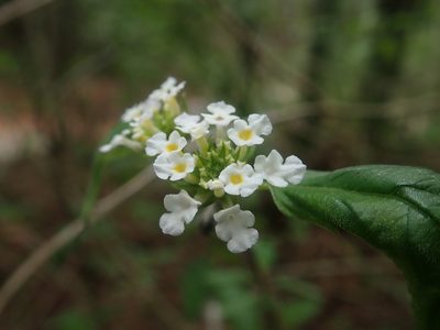 Lantana canescens, photographed by Nolan Exe