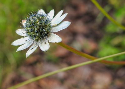 Eryngium scaposum, photographed by Matteo Cassella