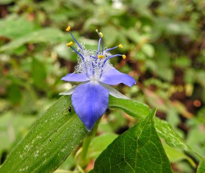 Elasis guatemalensis, photographed by Matteo Cassella