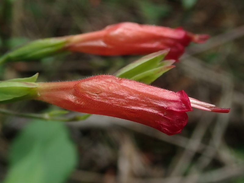 Ruellia longipedunculata, photographed by Nolan Exe