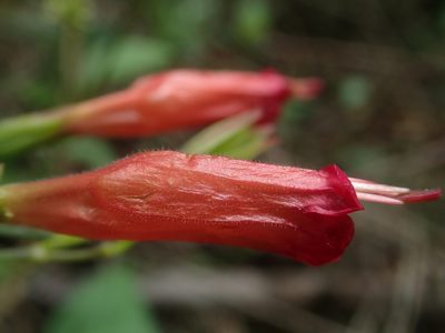Ruellia longipedunculata, photographed by Nolan Exe