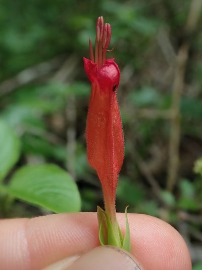 Ruellia longipedunculata, photographed by Nolan Exe