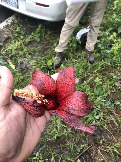 Hibiscus elatus, photographed by Serenella Linares