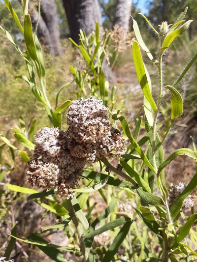 Isopogon sphaerocephalus, photographed by T. Hammer