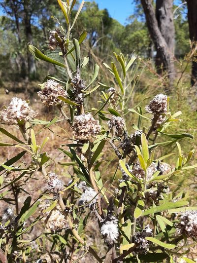 Isopogon sphaerocephalus, photographed by T. Hammer