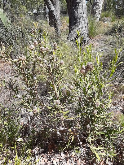 Isopogon sphaerocephalus, photographed by T. Hammer