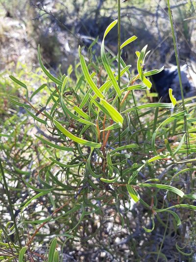 Hakea stenocarpa, photographed by T. Hammer