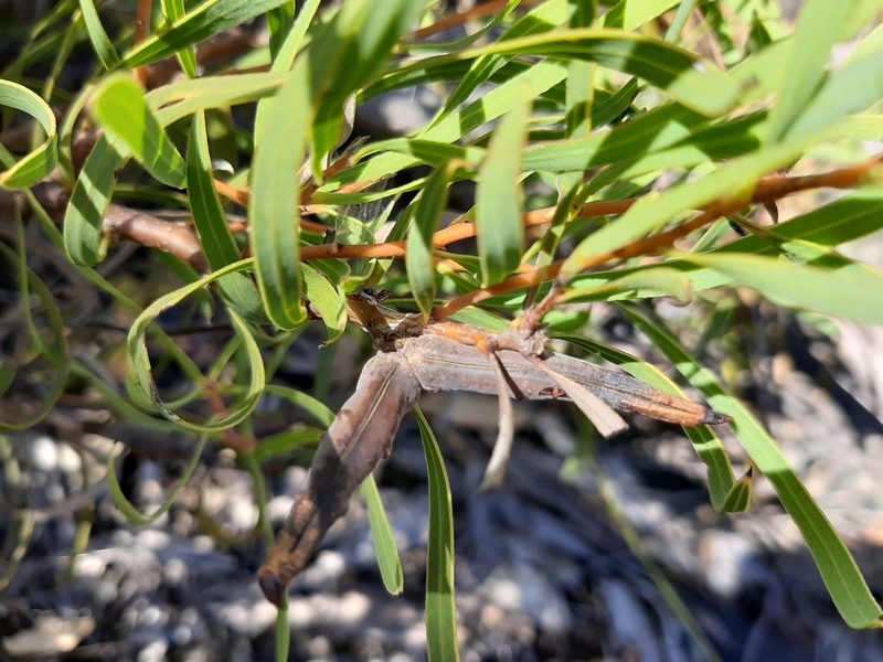 Hakea stenocarpa, photographed by T. Hammer