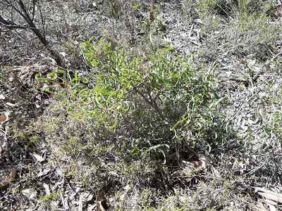 Hakea stenocarpa, photographed by T. Hammer