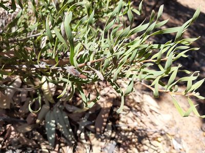 Hakea stenocarpa, photographed by T. Hammer