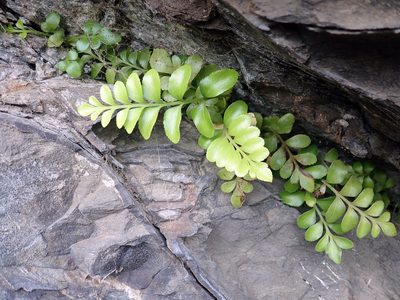 Hymenasplenium trapeziforme, photographed by Peter de Lange