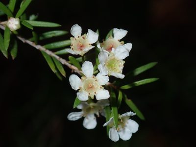 Sannantha similis, photographed by Thomas Mesaglio