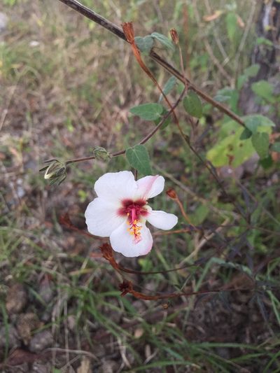 Pavonia oxyphylla, photographed by Fredy