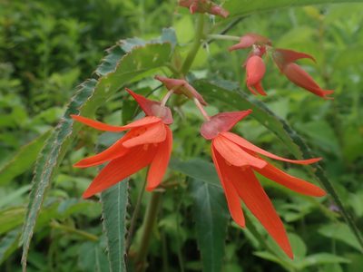 Begonia boliviensis, photographed by Nolan Exe
