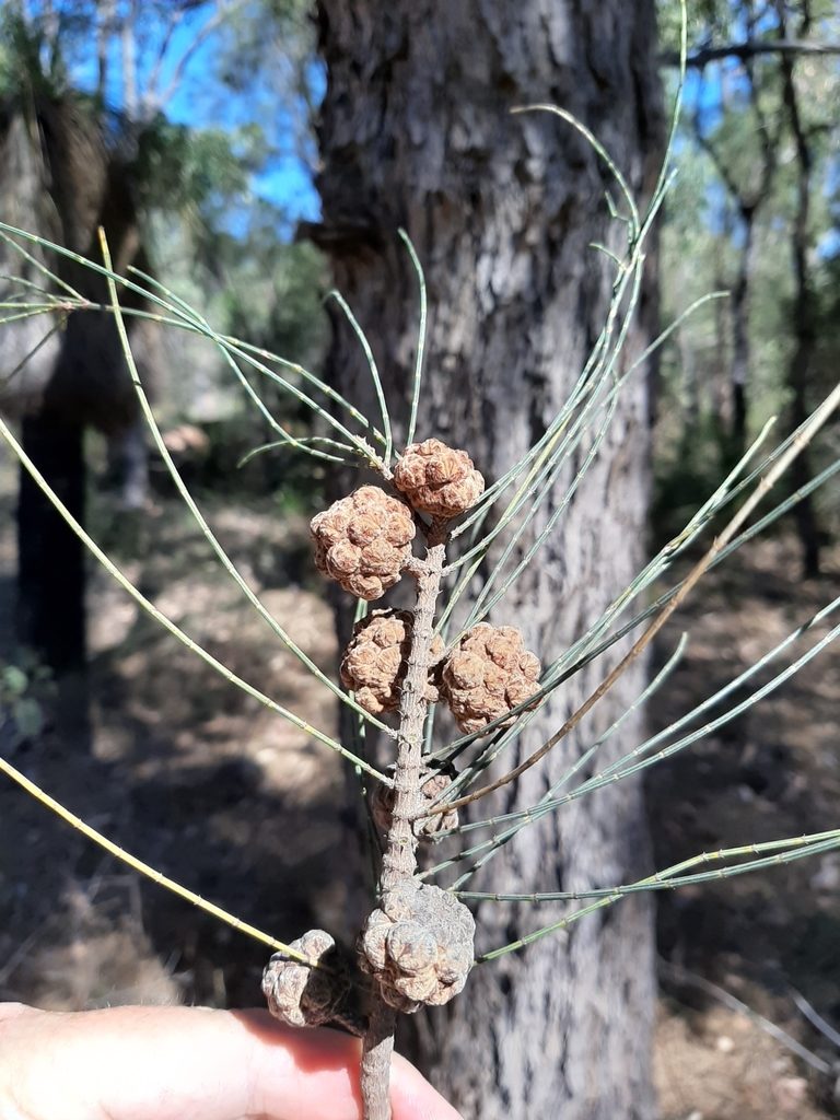Allocasuarina fraseriana, photographed by T. Hammer