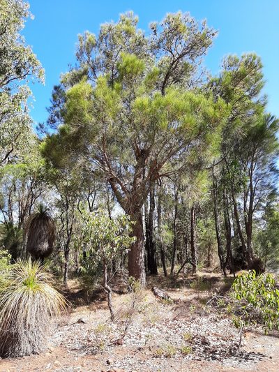 Allocasuarina fraseriana, photographed by T. Hammer