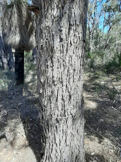 Allocasuarina fraseriana, photographed by T. Hammer