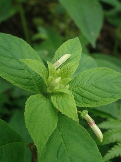 Siphocampylus argentinus, photographed by Nolan Exe
