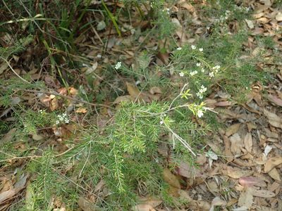 Sannantha similis, photographed by Thomas Mesaglio