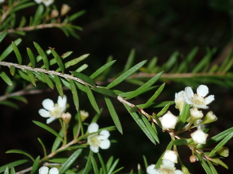 Sannantha similis, photographed by Thomas Mesaglio