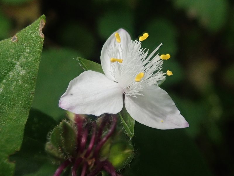 Tradescantia tucumanensis, photographed by Nolan Exe