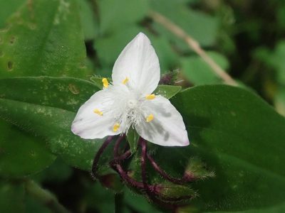 Tradescantia tucumanensis, photographed by Nolan Exe