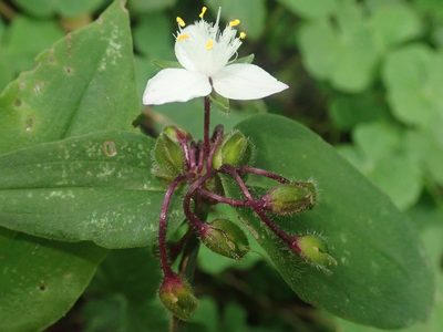 Tradescantia tucumanensis, photographed by Nolan Exe