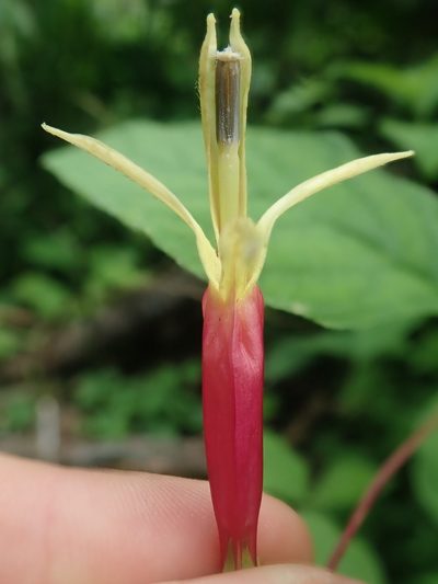 Siphocampylus argentinus, photographed by Nolan Exe