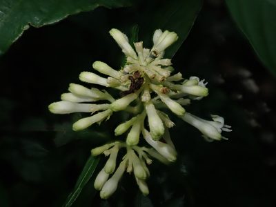 Palicourea argentinensis, photographed by Nolan Exe