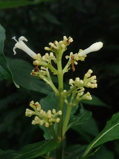 Palicourea argentinensis, photographed by Nolan Exe