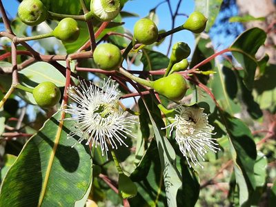 Corymbia calophylla, photographed by T. Hammer