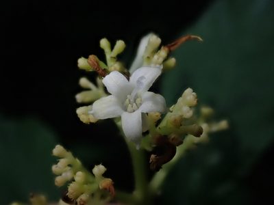 Palicourea argentinensis, photographed by Nolan Exe