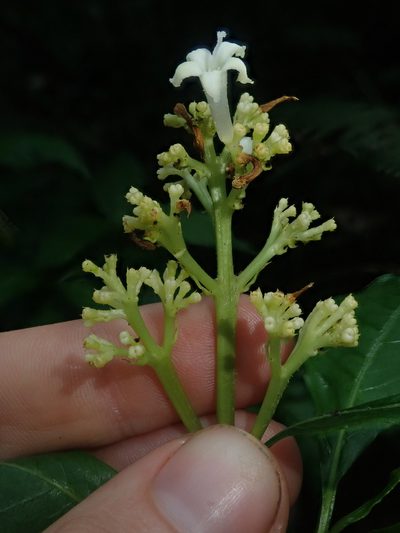 Palicourea argentinensis, photographed by Nolan Exe