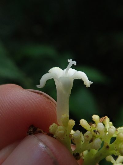 Palicourea argentinensis, photographed by Nolan Exe