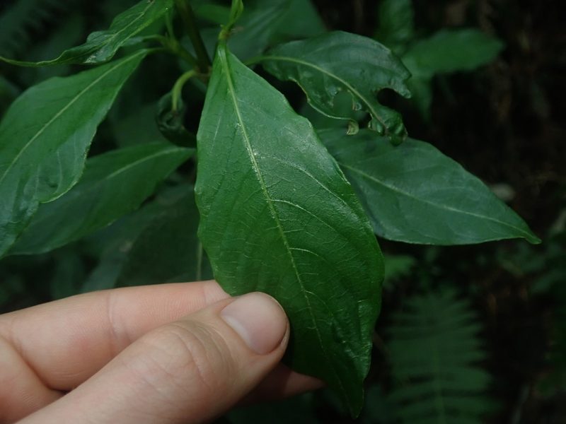 Palicourea argentinensis, photographed by Nolan Exe