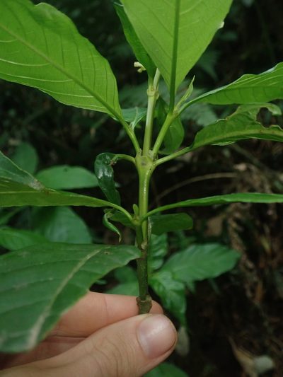 Palicourea argentinensis, photographed by Nolan Exe